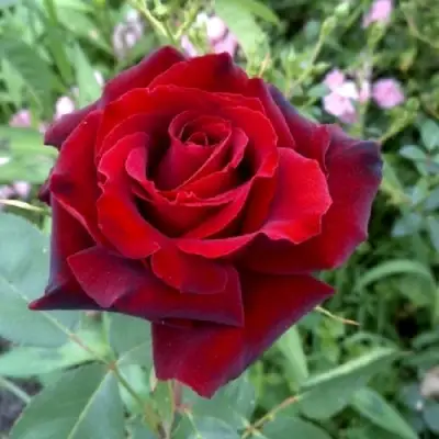 Роза ТАБУ чайно-гибридная в Дзержинске