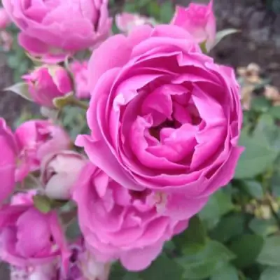 Роза МИСТИ БАБЛС спрей в Дзержинске