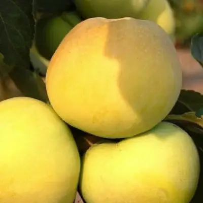 Яблоня АНТОНОВКА ЗОЛОТАЯ в Дзержинске