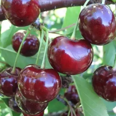 Вишня ЖАДАНА в Дзержинске