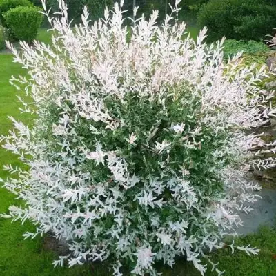 Ива ХАКУРО НИШИКИ в Дзержинске