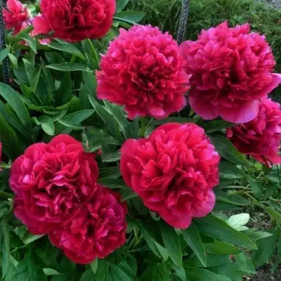 Пион БЕЛГРАВИЯ травянистый в Дзержинске