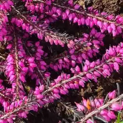 ЭРИКА "АЛЬПИЙСКИЙ ВЕРЕСК" (зимующая) сорт АТРОРУБРА в Дзержинске