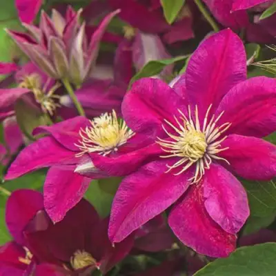 Клематис ЭРНЕСТ МАРКХАМ в Дзержинске