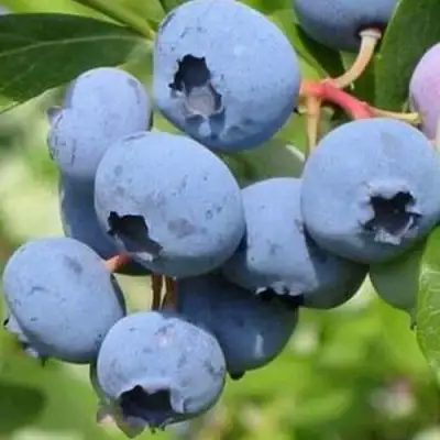 Голубика ДАРРОУ в Дзержинске