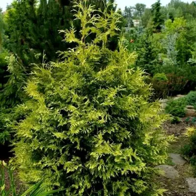 Туя ЗЕБРИНА ЭКСТРА ГОЛД складчатая в Дзержинске