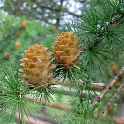 Лиственница КЕМПФЕРА в Дзержинске