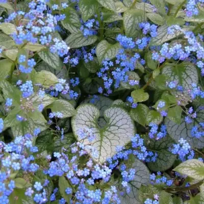 Бруннера ДЖЭК ФРОСТ в Дзержинске