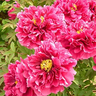 Пион ВОСХОД СОЛНЦА древовидный в Дзержинске