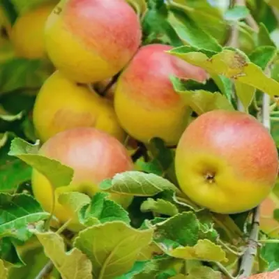 Яблоня ПАМЯТЬ БЛЫНСКОГО колонновидная в Дзержинске