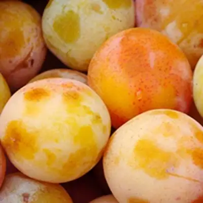 Слива ЯХОНТОВАЯ в Дзержинске