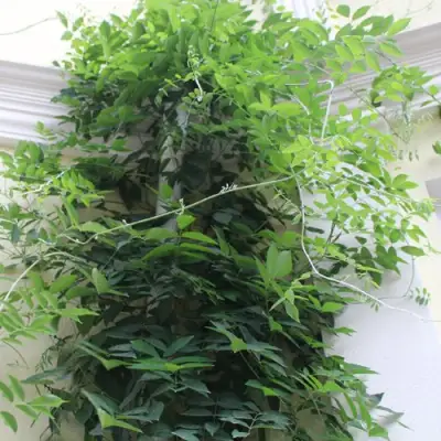 Глициния макростахия БЛЮ МУН в Дзержинске