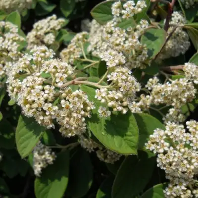 Кизильник пузырчатый в Дзержинске