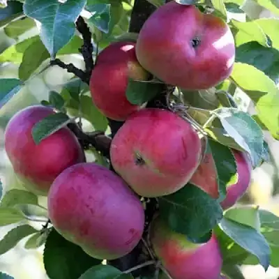 Яблоня ЕСЕНИЯ колонновидная в Дзержинске