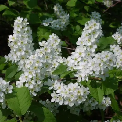 Черемуха ПАМЯТИ САЛАМАТОВА в Дзержинске