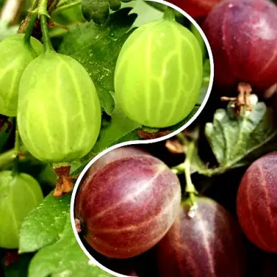 Комплект СКАЗКА в Дзержинске