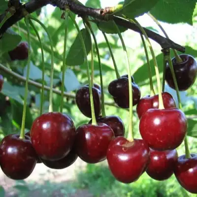 Вишня БЫСТРИНКА в Дзержинске