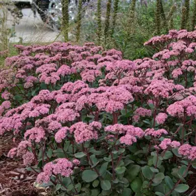Очиток (седум) МАТРОНА в Дзержинске