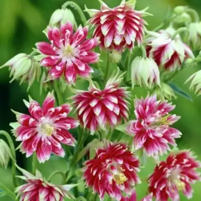 Аквилегия БАРЛОУ НОРА гибрид МакКаны в Дзержинске