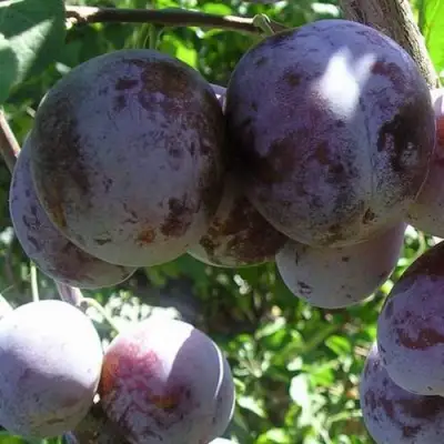 Слива РЕНКЛОД ХАРИТОНОВОЙ в Дзержинске