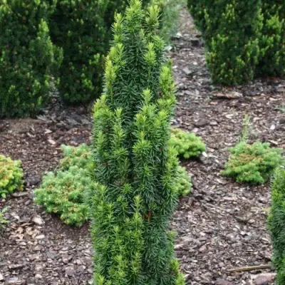 Тис ВОЙТЕК средний  в Дзержинске