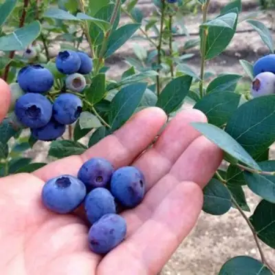 Голубика НОРТ КАНТРИ в Дзержинске