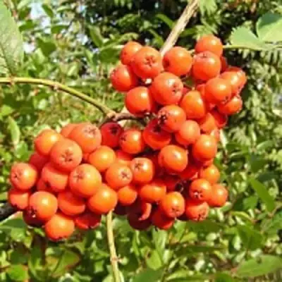 Рябина КОНЦЕНТРА сладкоплодная в Дзержинске