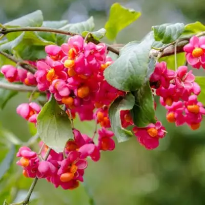 Бересклет ЕВРОПЕЙСКИЙ в Дзержинске