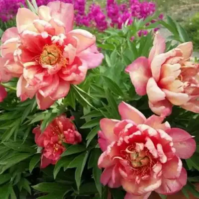 Пион ДЖУЛИЯ РОУЗ ито-гибрид в Дзержинске