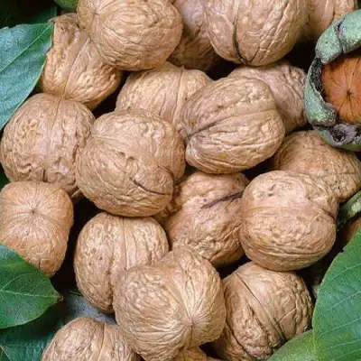 Грецкий орех ПРЕЗИДЕНТ в Дзержинске