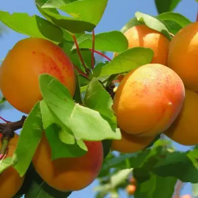 Абрикос КИЕВСКИЙ РАННИЙ в Дзержинске