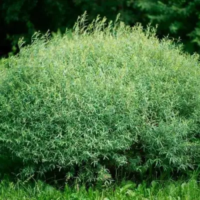 Ива НАНА пурпурная в Дзержинске