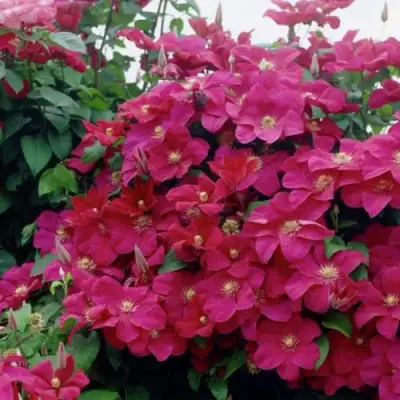 Клематис РУЖ КАРДИНАЛ в Дзержинске