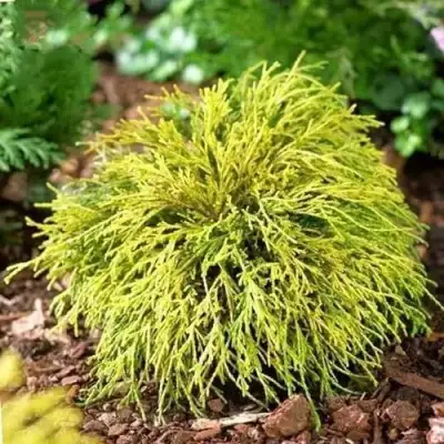 Кипарисовик ВАВЕЛ горохоплодный в Дзержинске