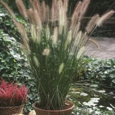 Пеннисетум ХАМЕЛН в Дзержинске