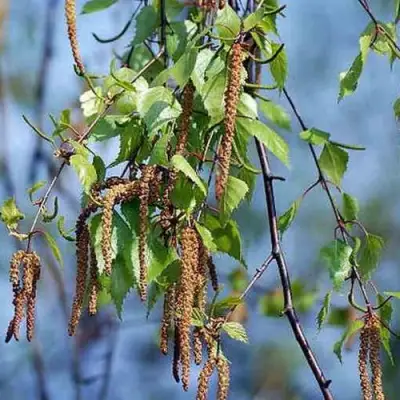 Береза ПОВИСЛАЯ в Дзержинске