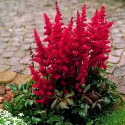 Астильба ГЛАТ Арендса в Дзержинске