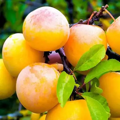 Слива МИНСКАЯ в Дзержинске