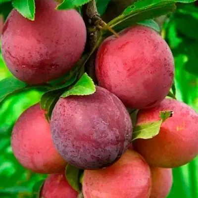 Слива КЛЕОПАТРА в Дзержинске