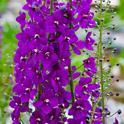 Коровяк ВИОЛЕТТА (вербаскум) в Дзержинске