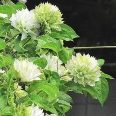 Клематис КОХАНА в Дзержинске