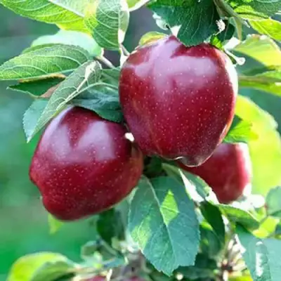 Яблоня РЕД ДЕЛИШЕС в Дзержинске