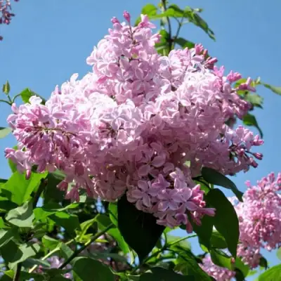 Сирень БУФФОН в Дзержинске