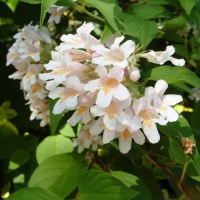 Кольквиция прелестная в Дзержинске