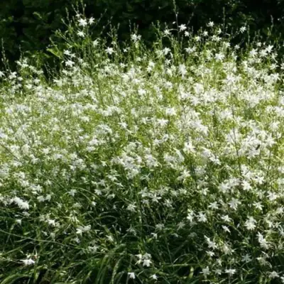 Венечник ветвистый в Дзержинске