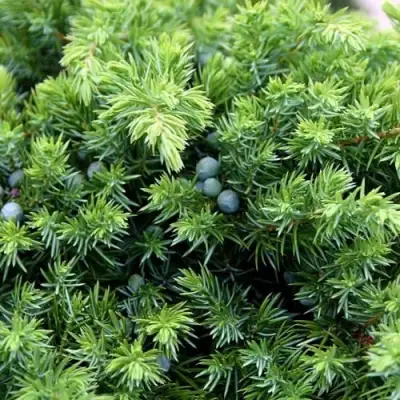Можжевельник ШЛЯГЕР прибрежный в Дзержинске