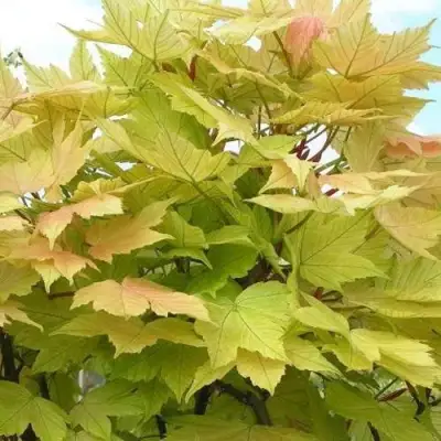 Клен ложноплатановый в Дзержинске