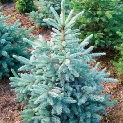 Ель КЕЙБАБ колючая в Дзержинске