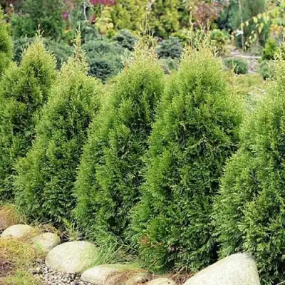 Туя СМАРАГД ВИТБОНТ западная в Дзержинске