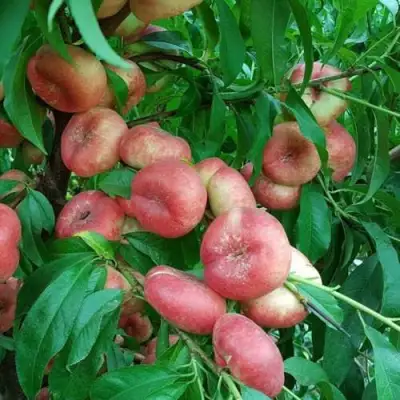 Нектарин КОНЦЕТТИНА в Дзержинске